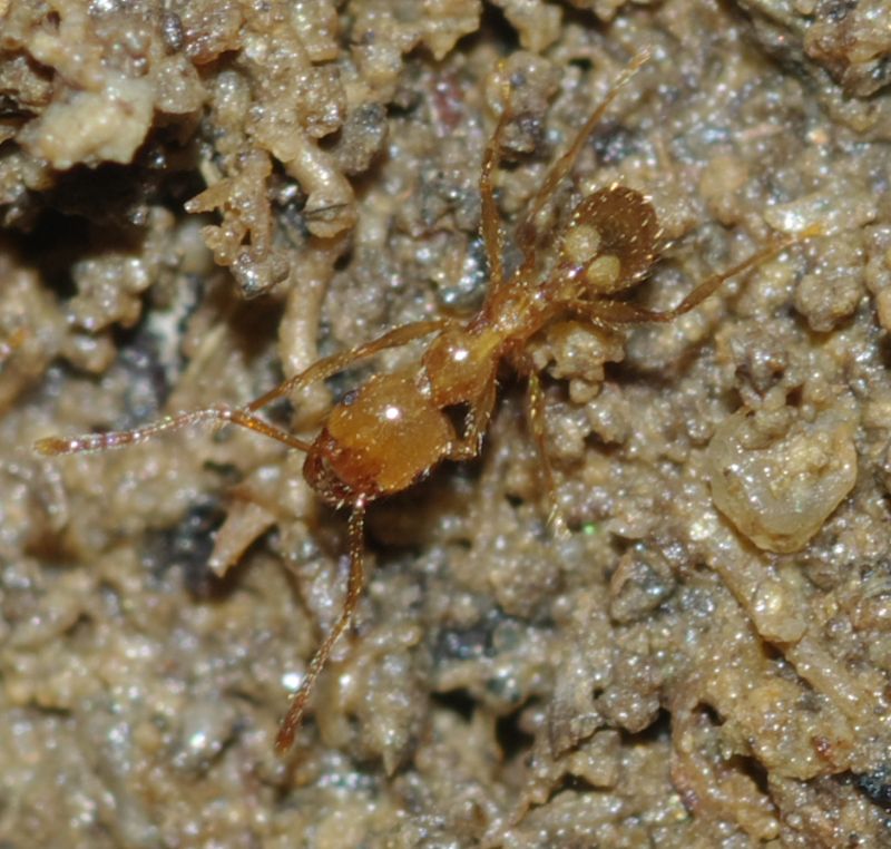 Pheidole pallidula scure